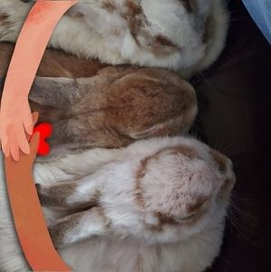 Meet your Posher, Brenda d